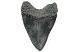 Fossil Megalodon Tooth - South Carolina #306295-1